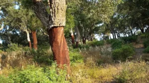 Production de granulés liège