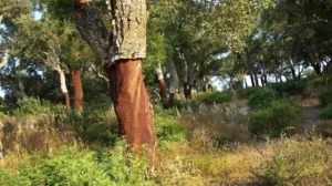 production de liège brun et écorçage