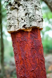 Production de granulés liège